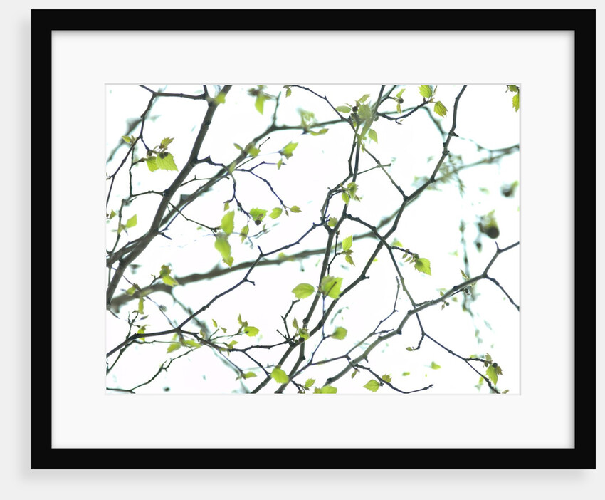 Tree branches by Assaf Frank